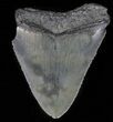 Serrated, Juvenile Megalodon Tooth - Georgia #61618-1